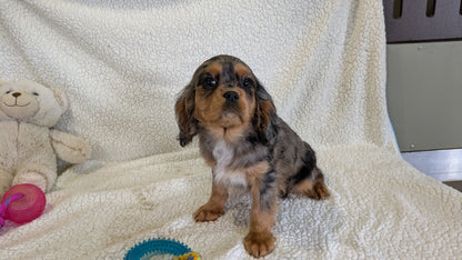 CAVALIER (12/22) FEMALE