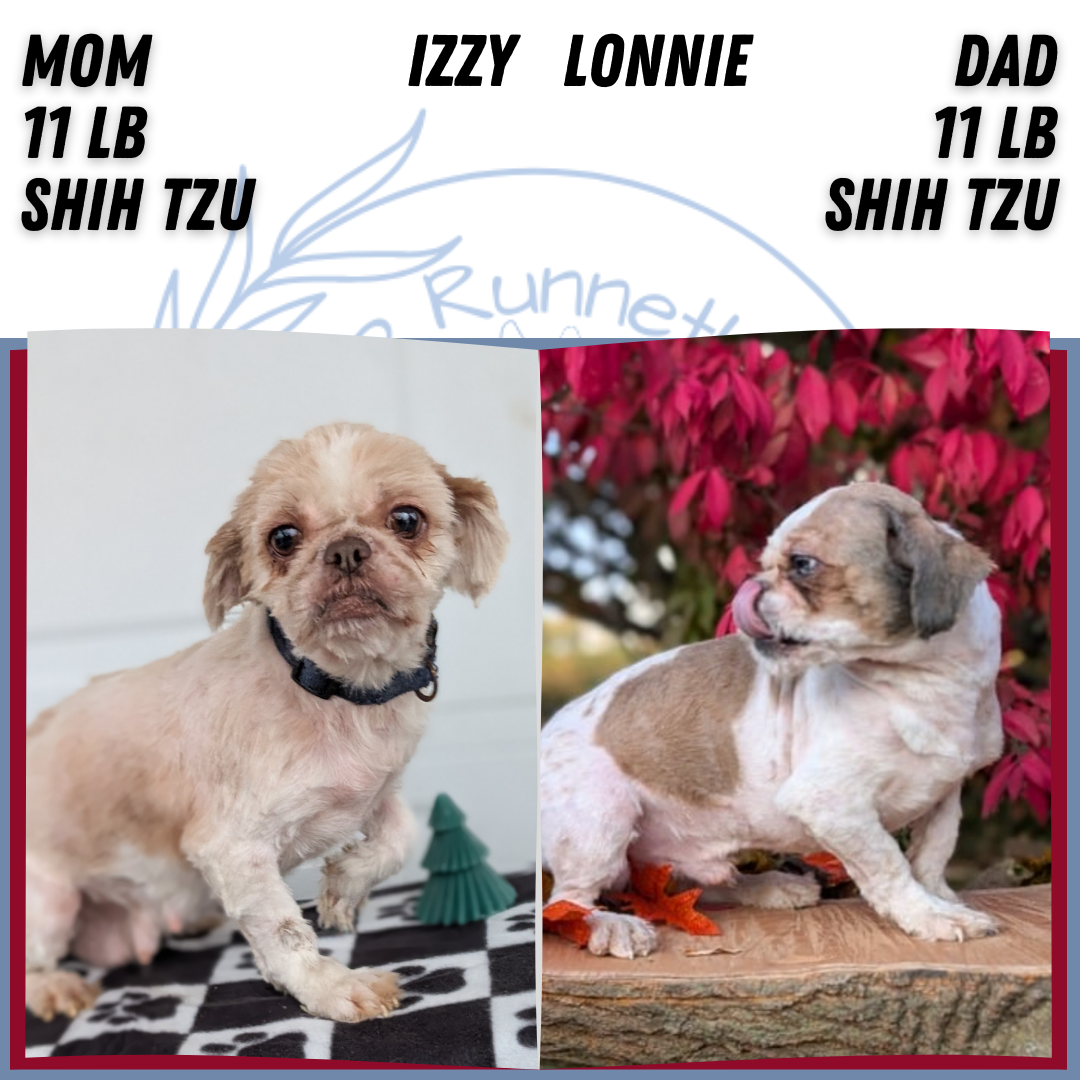 SHIH TZU (OCT 28) MALES