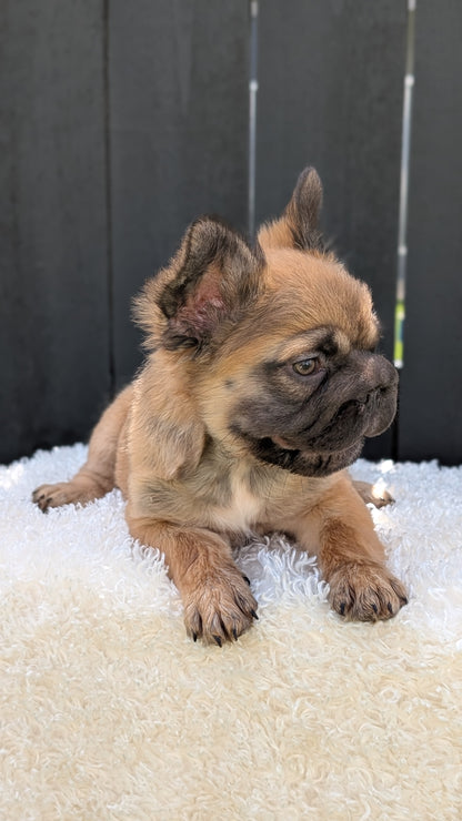 FRENCH BULLDOG (MAY 26) FEMALE