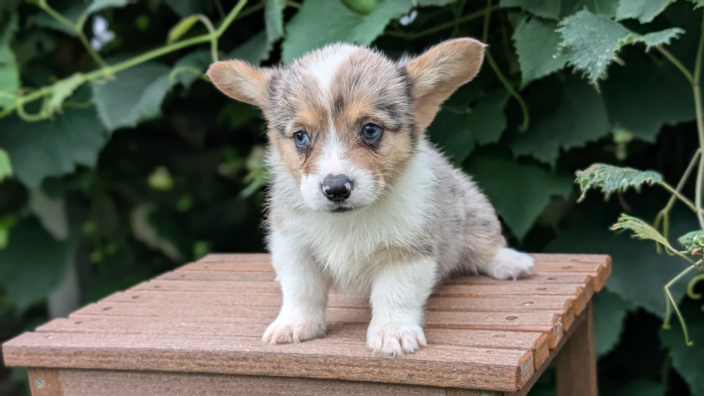 CORGI (JUN 22) MALES