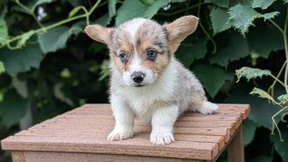CORGI (JUN 22) MALES