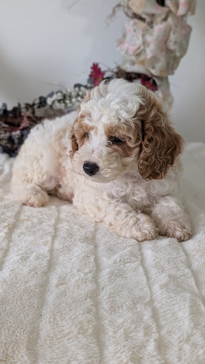 MINI POODLE (JUN 01) FEMALES