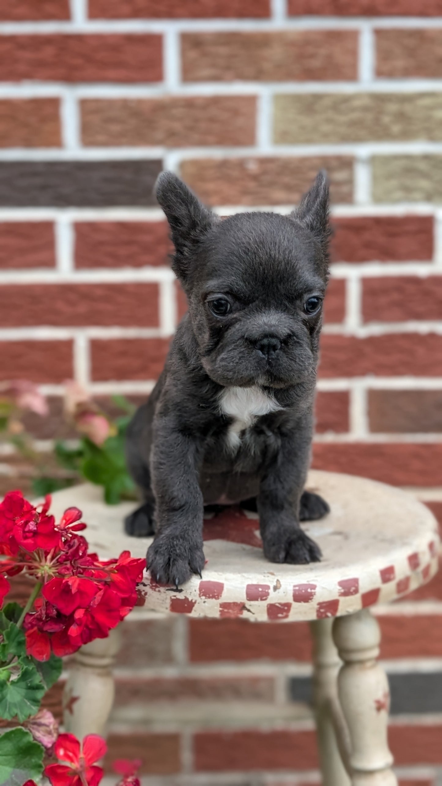 FRENCH BULLDOG (MAR 09) FEMALES