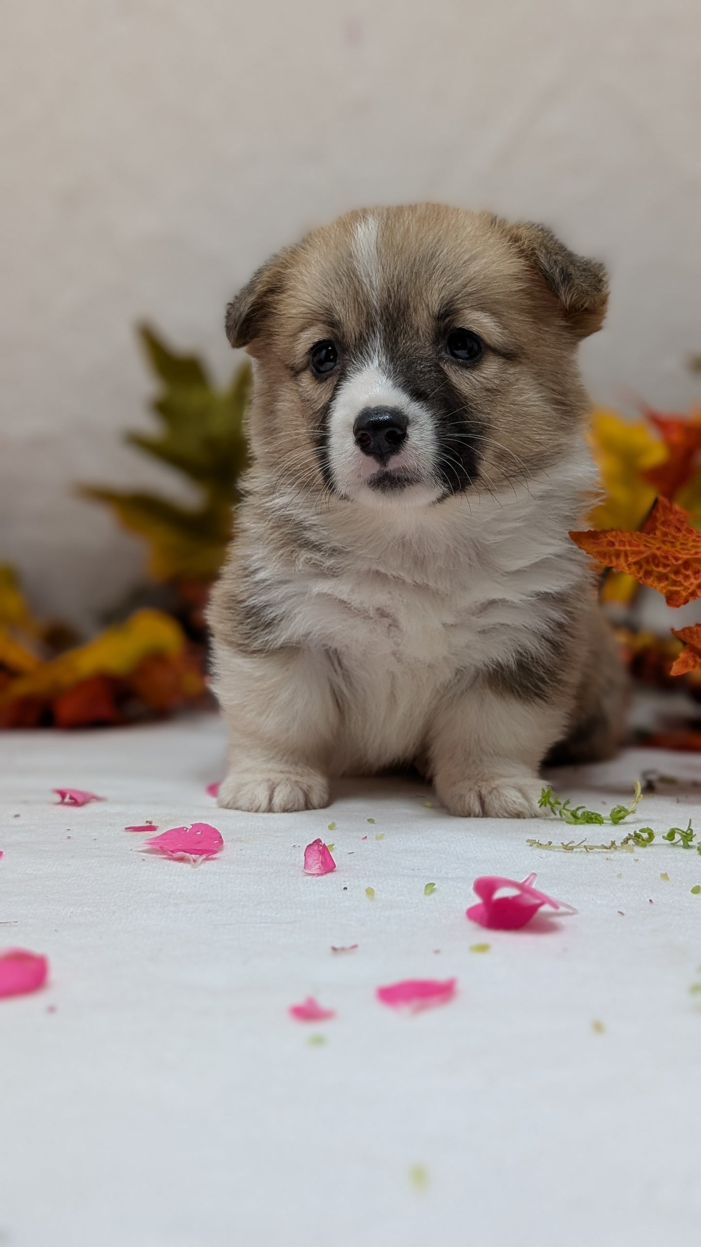 CORGI (09/17) FEMALE