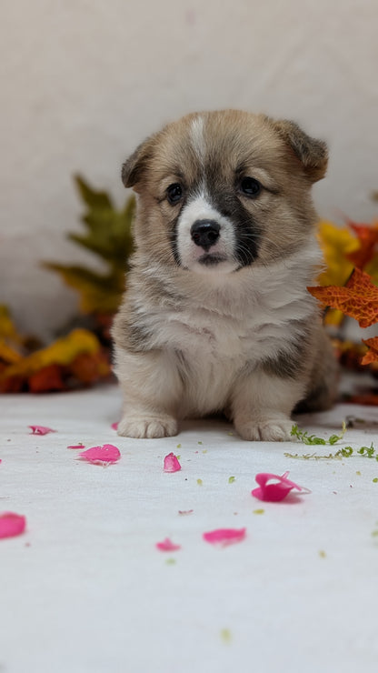 CORGI (09/17) FEMALE