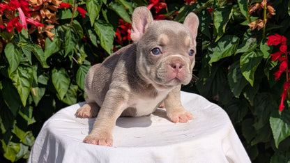 FRENCH BULLDOG (06/27) FEMALE
