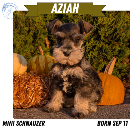 MINI SCHNAUZER (09/11) FEMALE