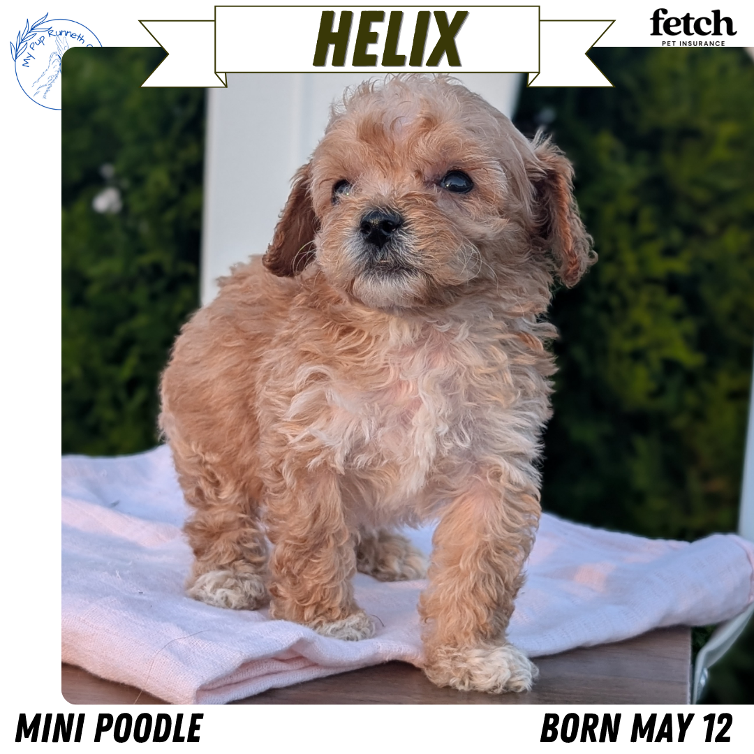 MINI POODLE (MAY 12) MALES