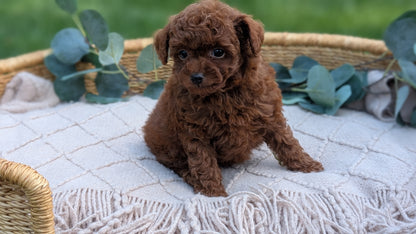 MINI POODLE (MAY 20) MALES