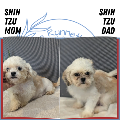 SHIH TZU (02/01) MALE