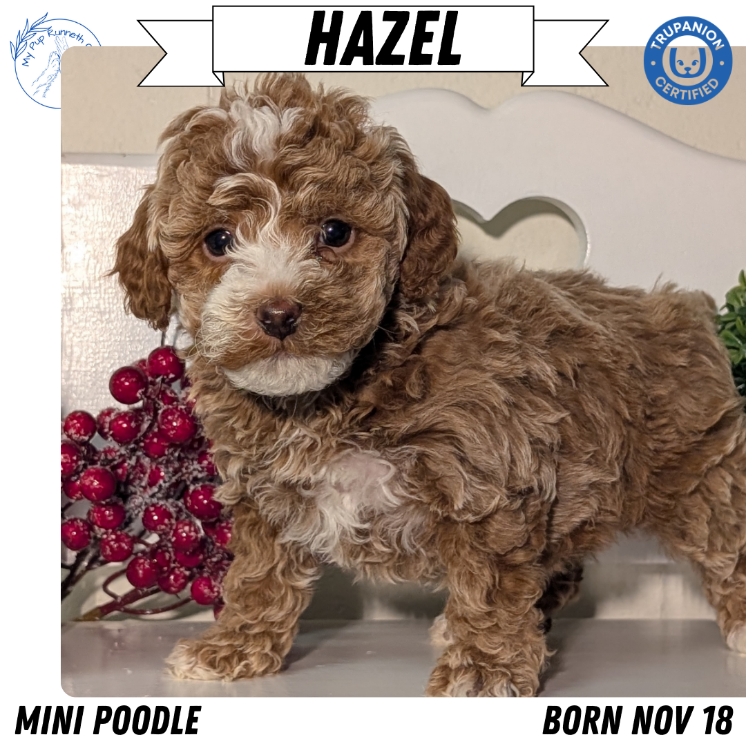 MINI POODLE (NOV 18) FEMALES