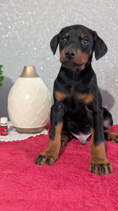 DOBERMAN PINSCHER (OCT 17) MALES