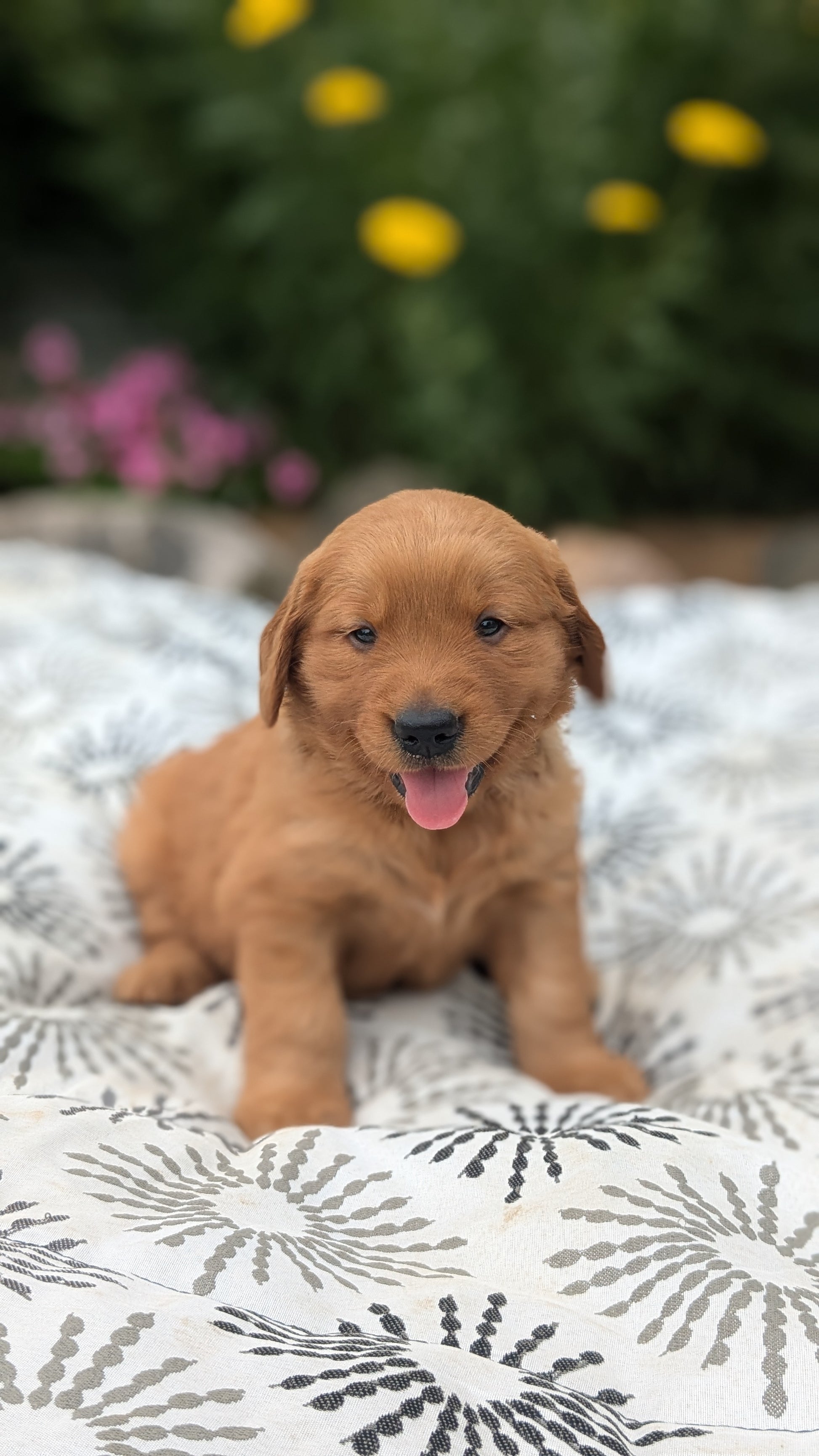 Craigslist Dogs Craigslist Golden Retriever Puppies Craigslist