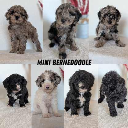 MINI BERNEDOODLE (OCT 15) MALES
