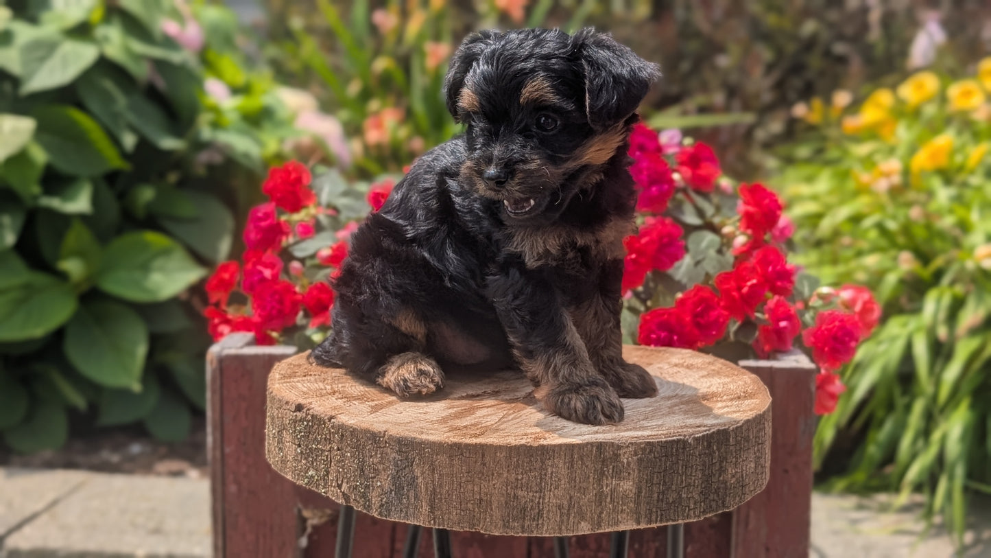 YORKIPOO (MAY 26) MALES