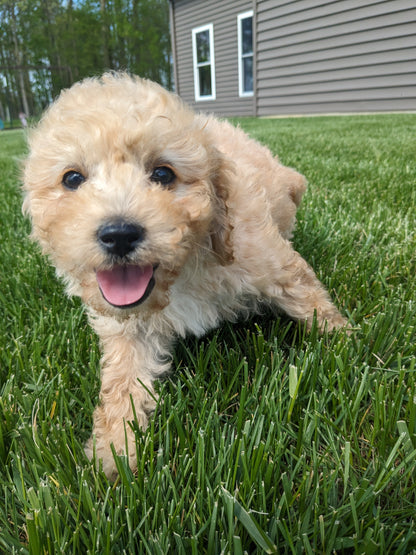 CAVAPOO (03/07) FEMALE