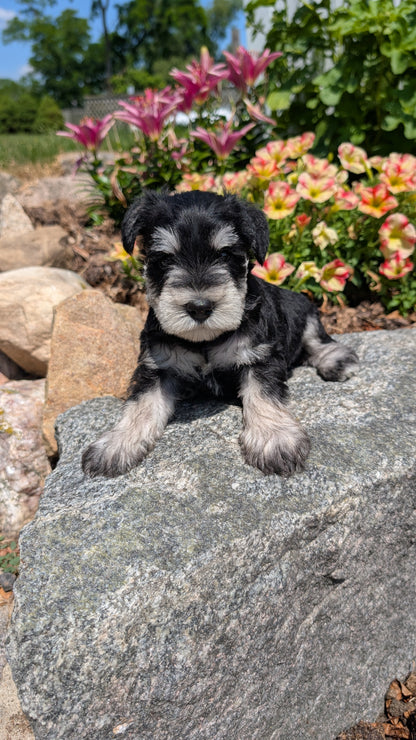 MINI SCHNAUZER (05/29) MALE