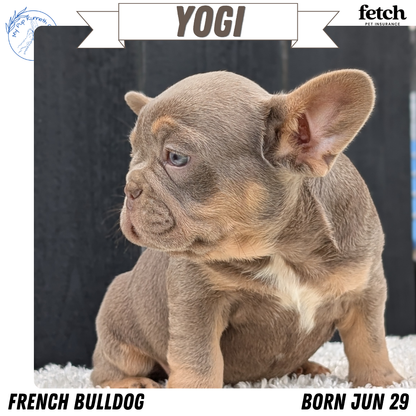 FRENCH BULLDOG (JUN 29) 3 MALES