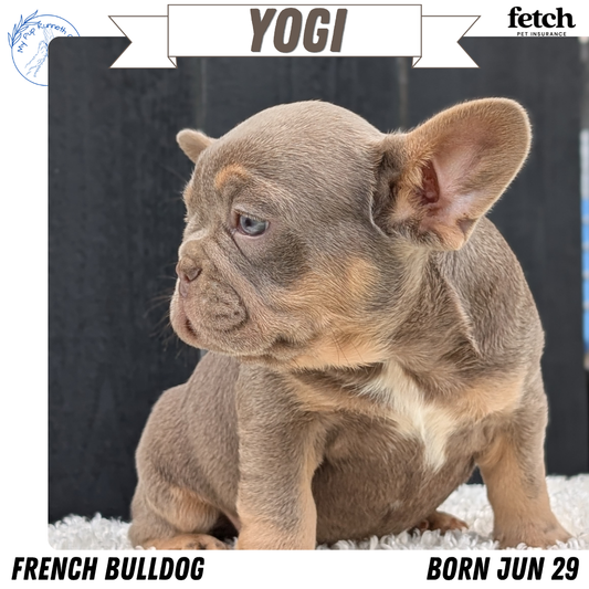 FRENCH BULLDOG (JUN 29) 3 MALES
