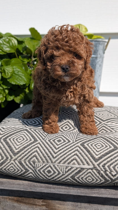 COCKAPOO (08/03) FEMALE