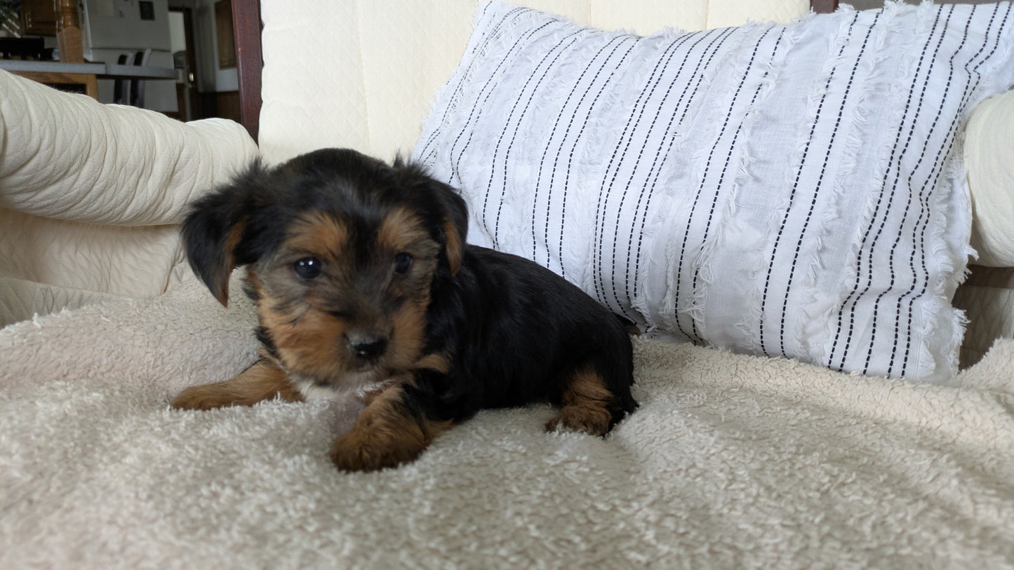 YORKSHIRE TERRIER (02/25) FEMALE