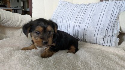 YORKSHIRE TERRIER (02/25) FEMALE