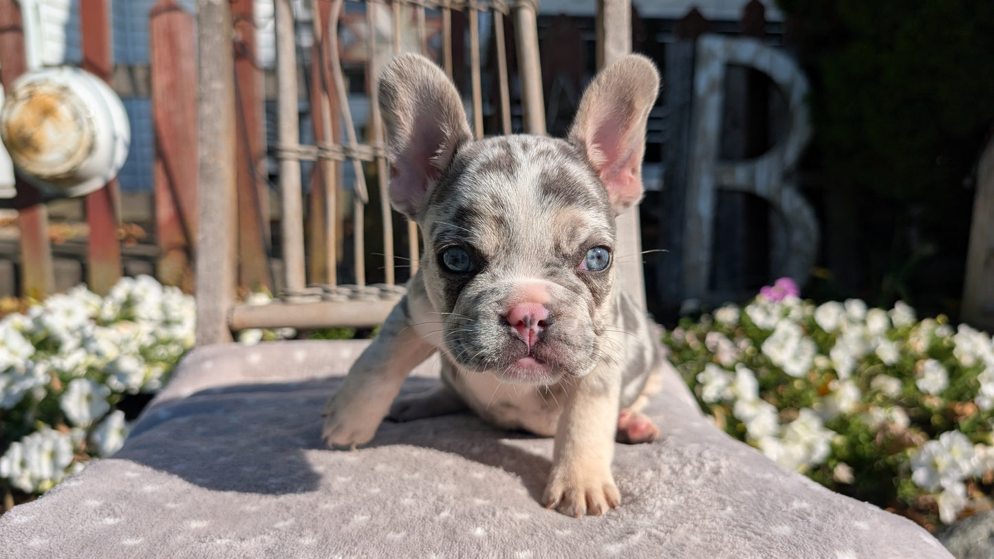 FRENCH BULLDOG (07/29) MALE
