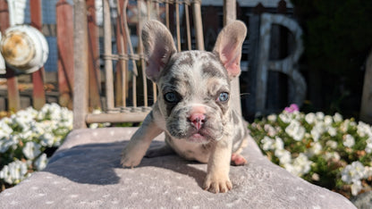 FRENCH BULLDOG (07/29) MALE