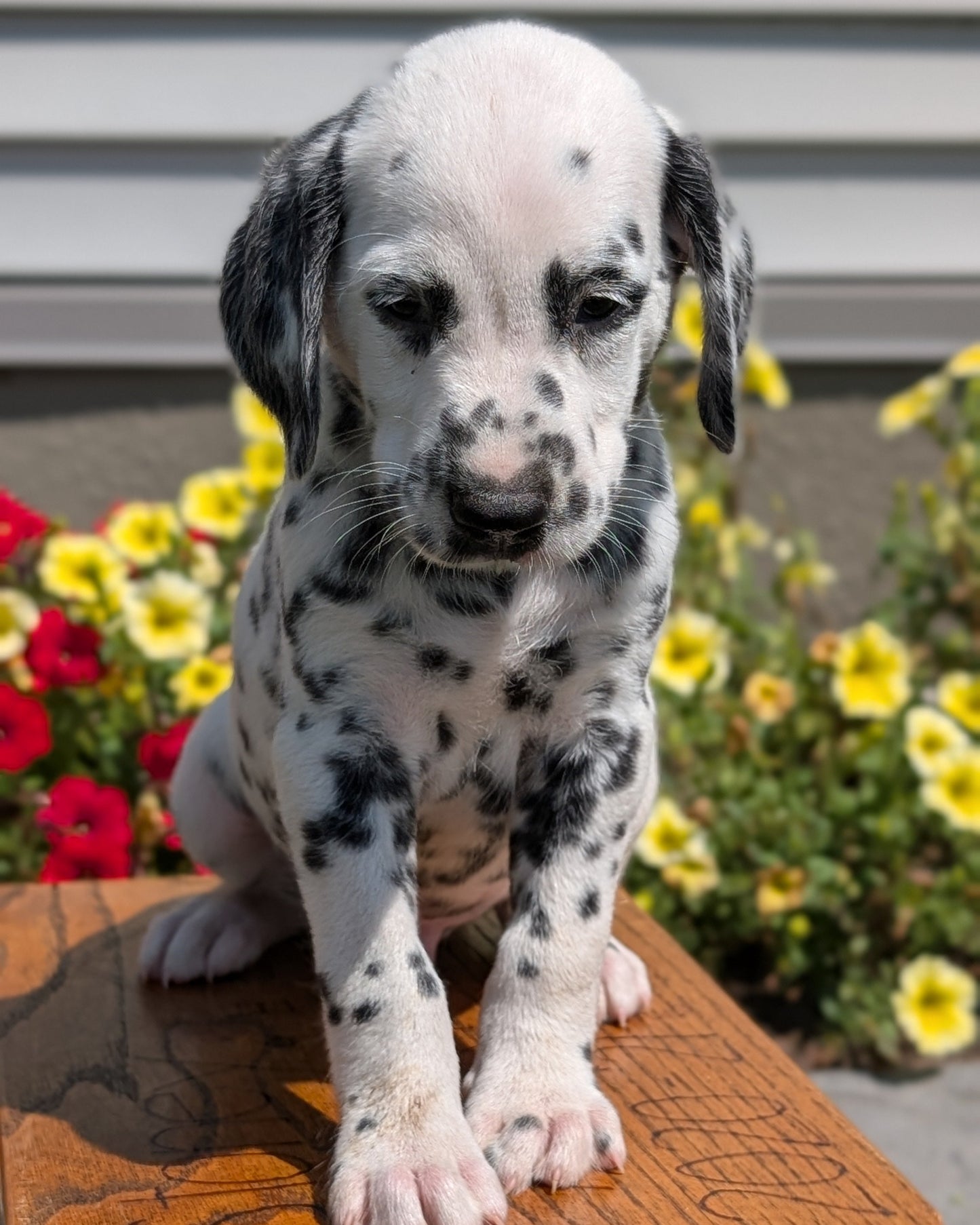DALMATIAN (JUN 29) MALES