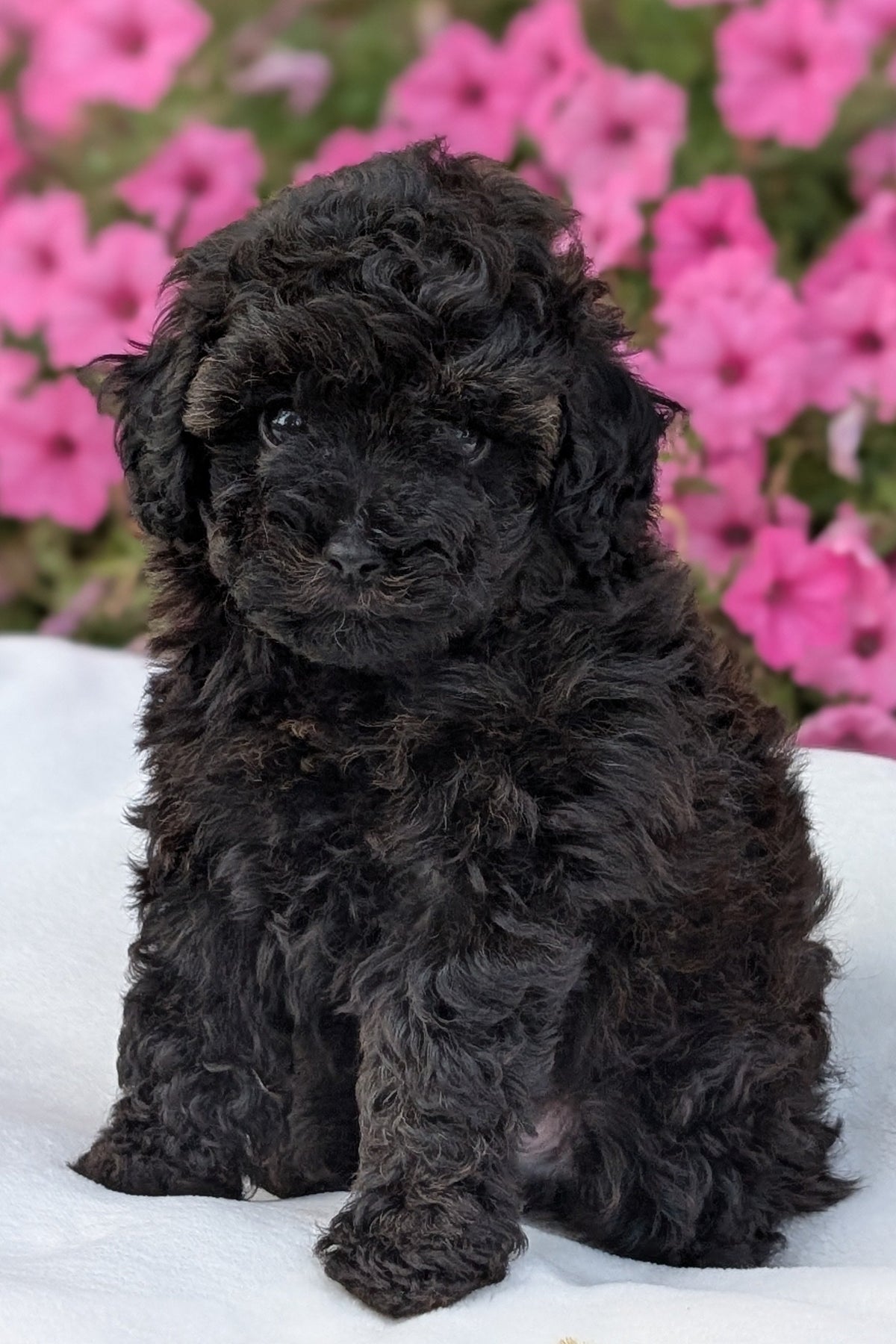 TOY POODLE (JUL 27) 1 MALE