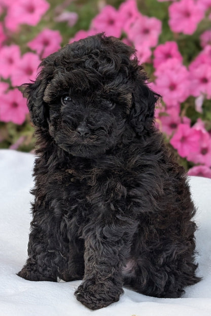 TOY POODLE (JUL 27) 1 MALE