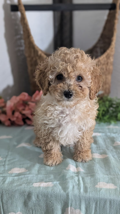 MINI POODLE (DEC 04) MALES