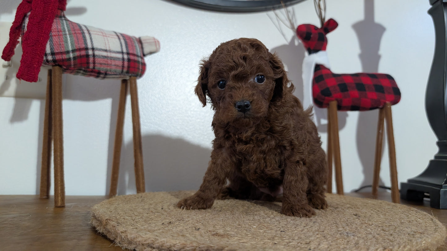 MINI POODLE (NOV 14) MALES