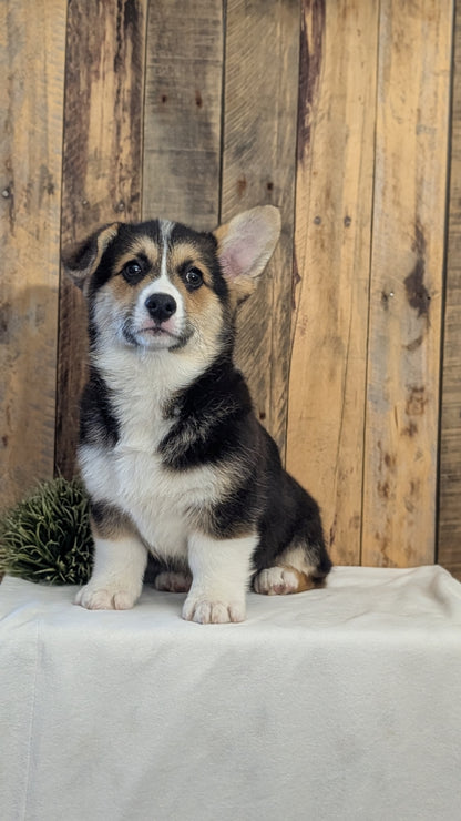CORGI (JAN 05) MALES