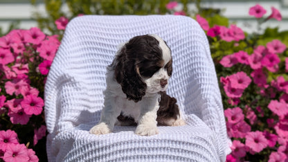 COCKER SPANIEL (07/17) MALE