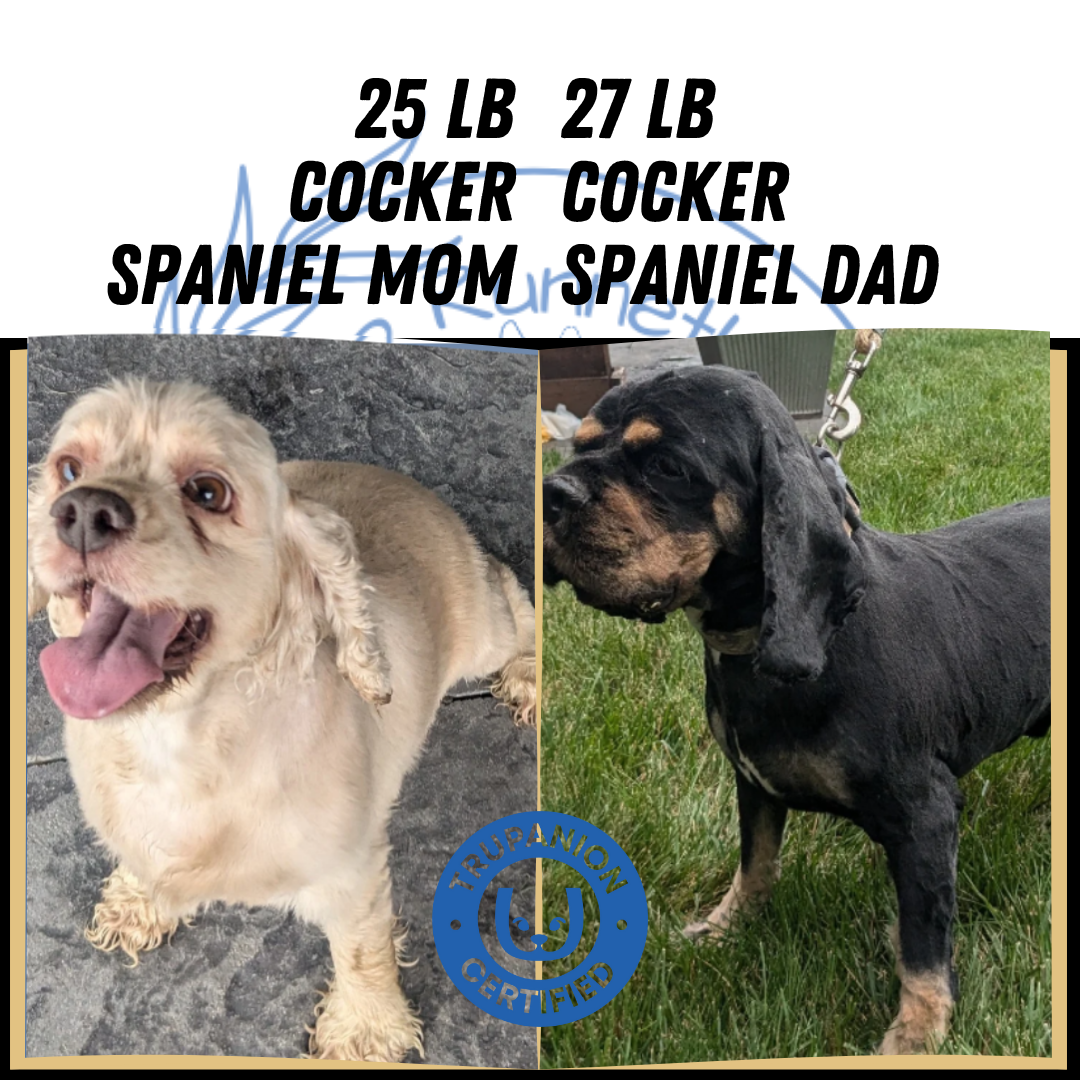 COCKER SPANIEL (09/21) MALE