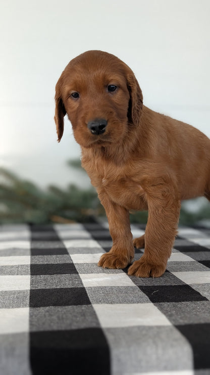 IRISH SETTER (NOV 02) MALES