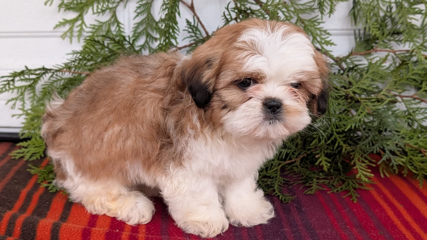 SHIH TZU (SEP 30) MALES