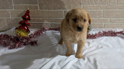 GOLDEN RETRIEVER (11/09) FEMALE