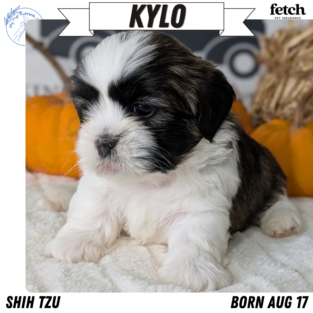 SHIH TZU (AUG 17) 2 FEMALES/3 MALES