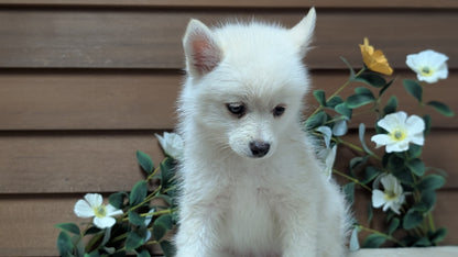 POMSKY (JUL 03) 1 MALE/3 FEMALES