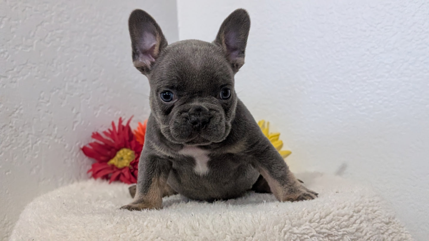 FRENCH BULLDOG (FEB 21) MALES