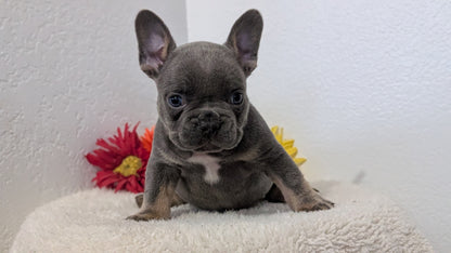 FRENCH BULLDOG (FEB 21) MALES