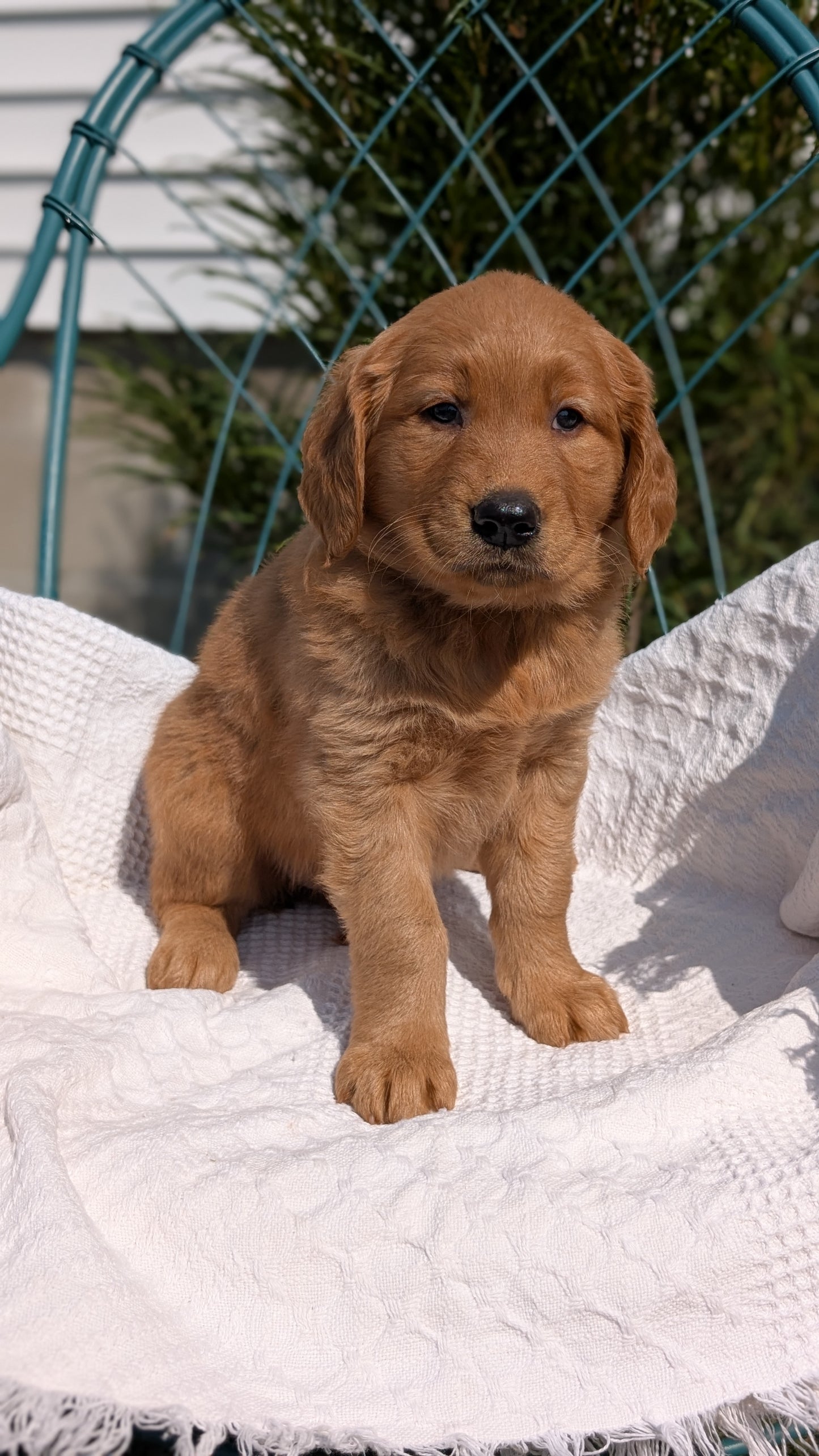 GOLDEN RETRIEVER (07/24) FEMALE