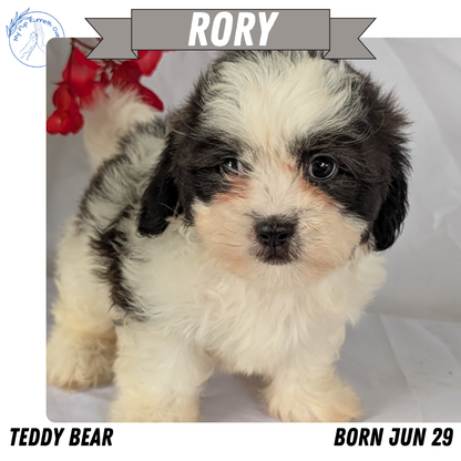 TEDDY BEAR (06/29) FEMALE