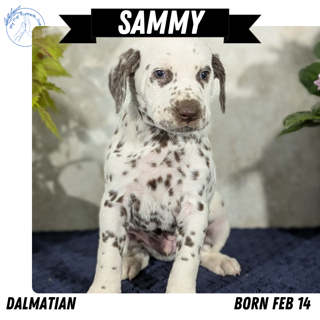 DALMATIAN (02/14) MALE