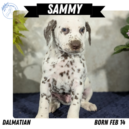 DALMATIAN (02/14) MALE
