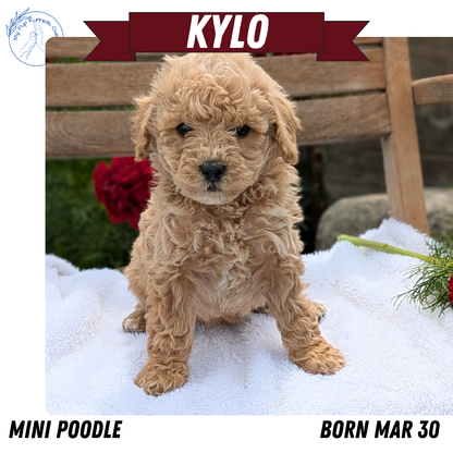MINI POODLE (03/30) MALE
