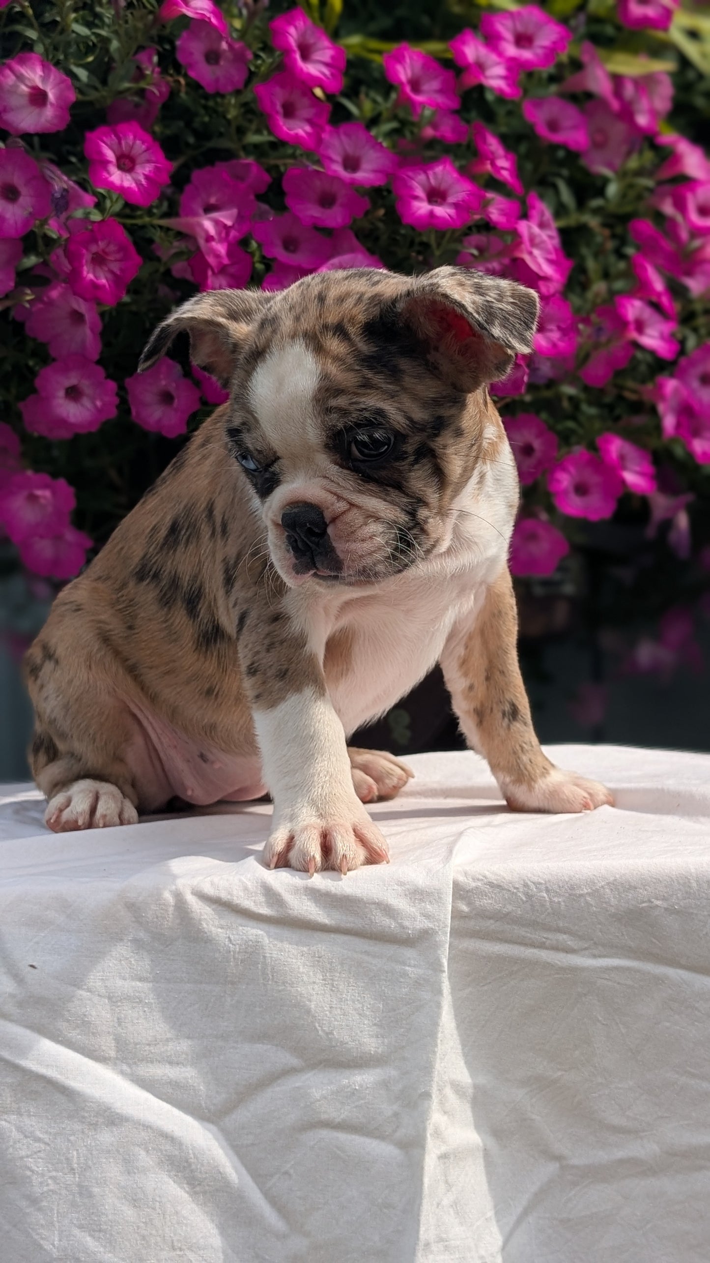 FRENCHTON (06/25) FEMALE
