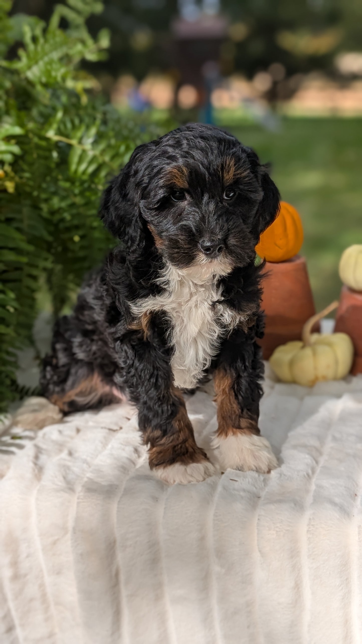 MINI BERNEDOODLE (08/06) FEMALE